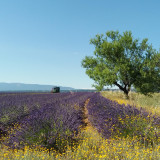 Lavande et lavandin_Valensole