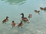 Canards