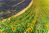 Champ de tournesols
