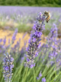Lavandin_RICHAUD
