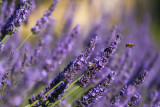 Lavande