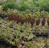 Plants de fruits rouges, petits fruits