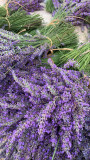 Bouquets de lavandin