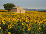 Champ de tournesols plateau de Valensole