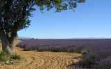 Plateau de Valensole lavande