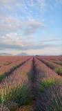 Nos champs de lavande - © DR La Maison de Marius Nos champs de lavande
