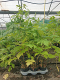 Plants de fruits rouges, plants de framboisiers