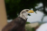 Aigles du verdon