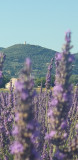 Vue sur le Mont d'Or