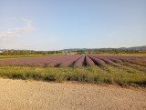 Champ de lavandes