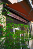 L'Orchidée_Riez