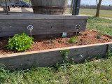Plantes aromatique