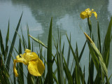 Iris des Marais - © Bureau d'Information Touristique Oraison Iris des Marais