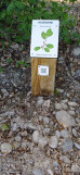 Borne botanique bourdaine - © OTC DLVA Borne botanique bourdaine