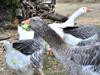Ferme pédagogique_Roumoules