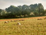 Moutons devant l'hôtel