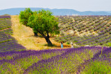Paysage