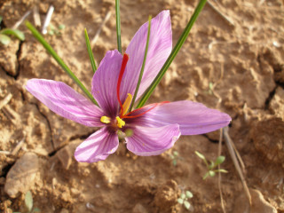 Safran