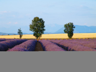 Plateau de Valensole