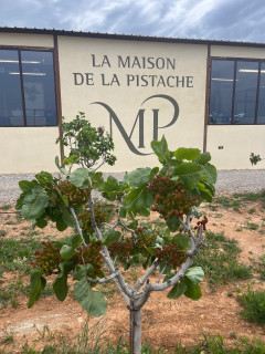 Verger pistachiers