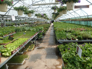 La serre des Quintrands