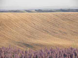 Champs de lavande