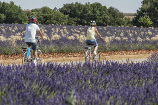 t_vergoz_valensole_premier_10.jpg t_vergoz_valensole_premier_10.jpg