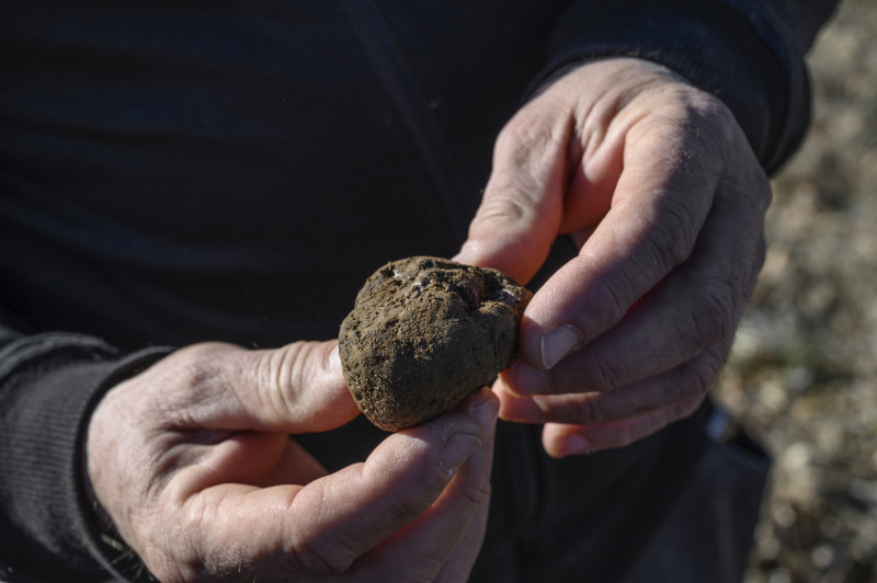Truffe Truffe