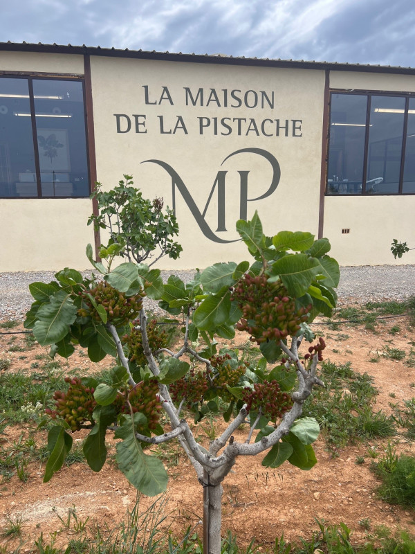 Verger pistachiers - © DR :AB pour MDLP Verger pistachiers