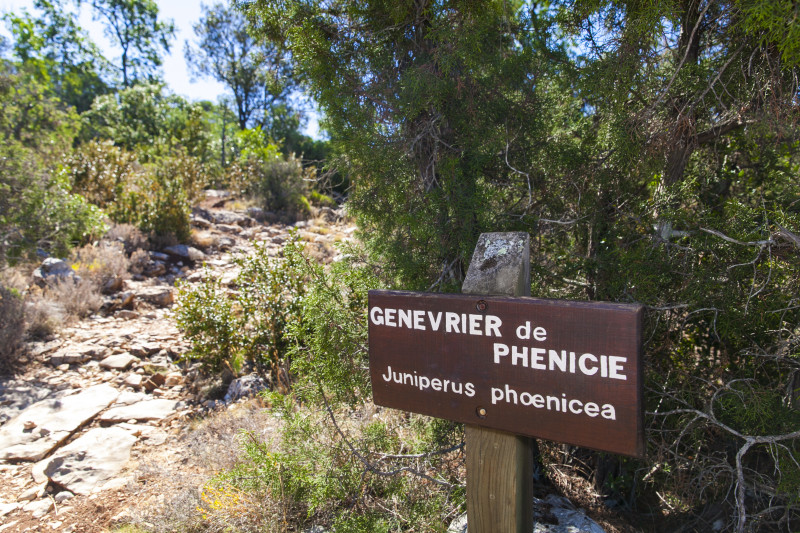 Sentier botanique - © T.VERGOZ Sentier botanique