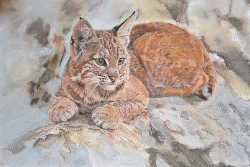 Lynx reposant sur un rocher Lynx reposant sur un rocher