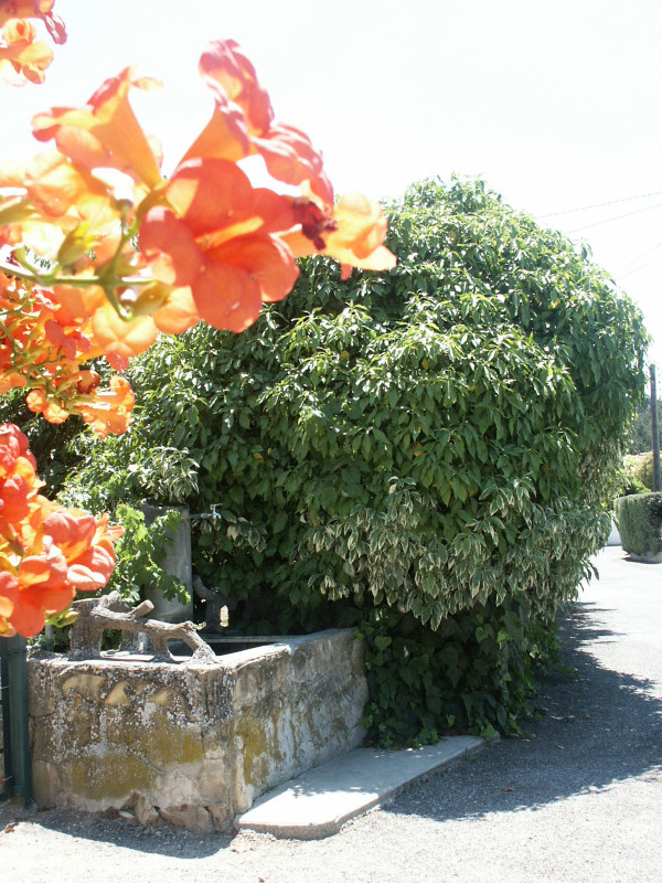 Fontaine