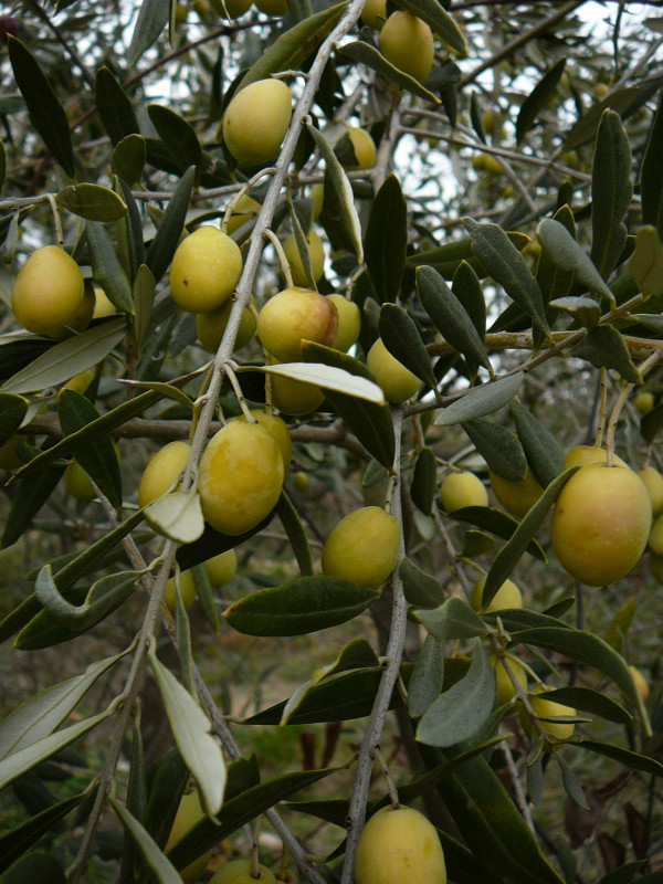 Olives