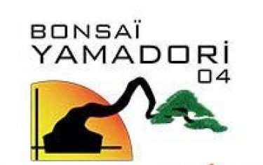 Bonsaï Yamadori 04