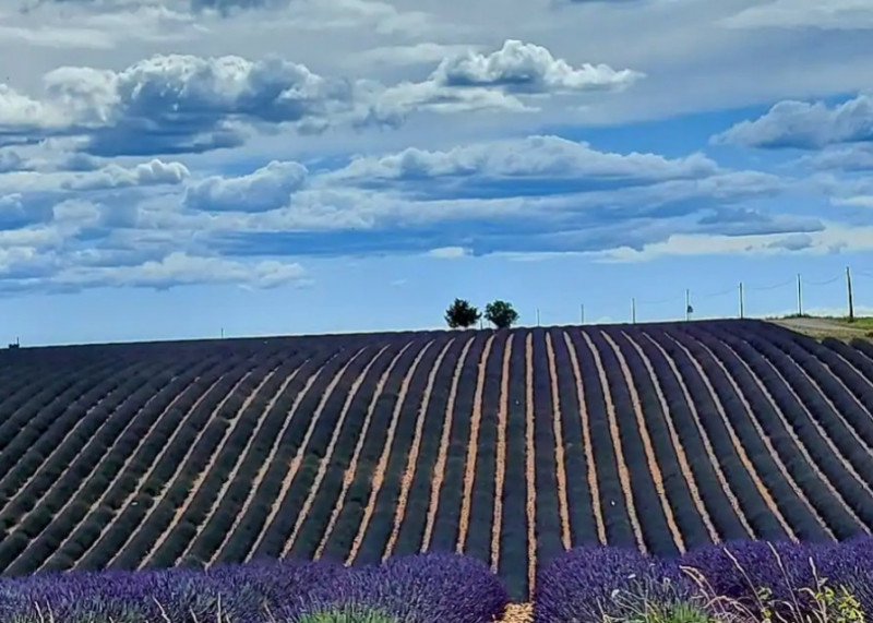 Champs de Lavande