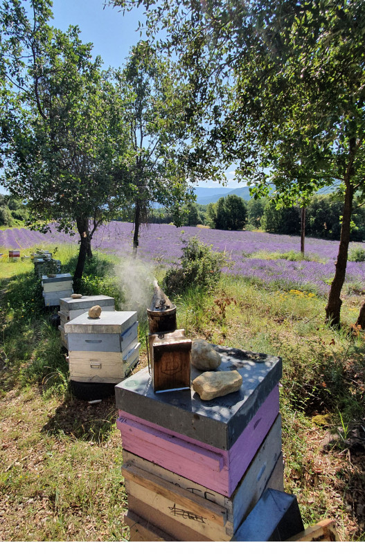 rucher sur la floraison  de lavande