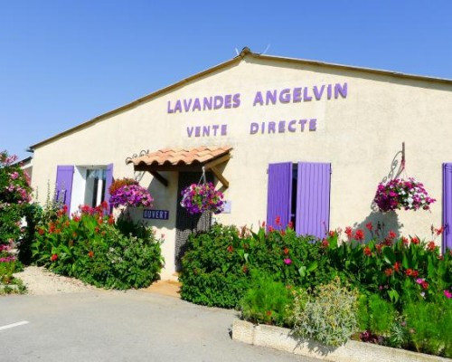ANGELVIN - © DR lavandes angelvin ANGELVIN