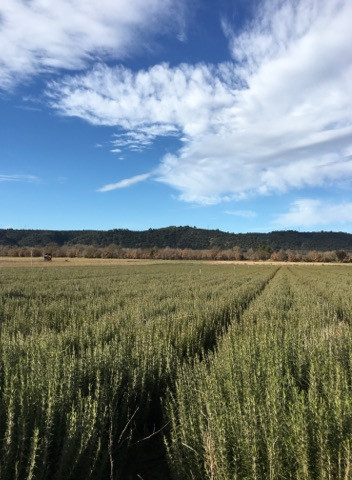 Senteurs des Collines Senteurs des Collines