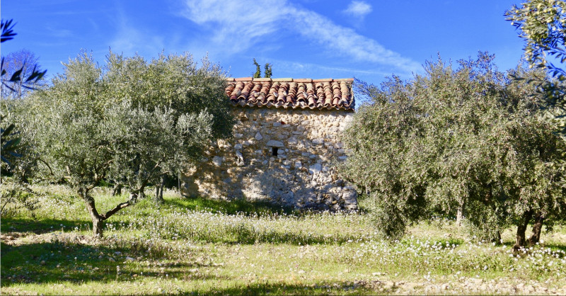 l'olive enchantée du Verdon l'olive enchantée du Verdon