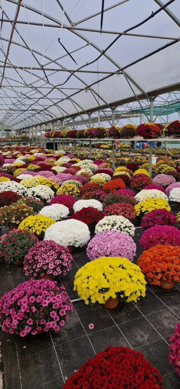 Chrysanthèmes - © Stéphanie Debroise Chrysanthèmes