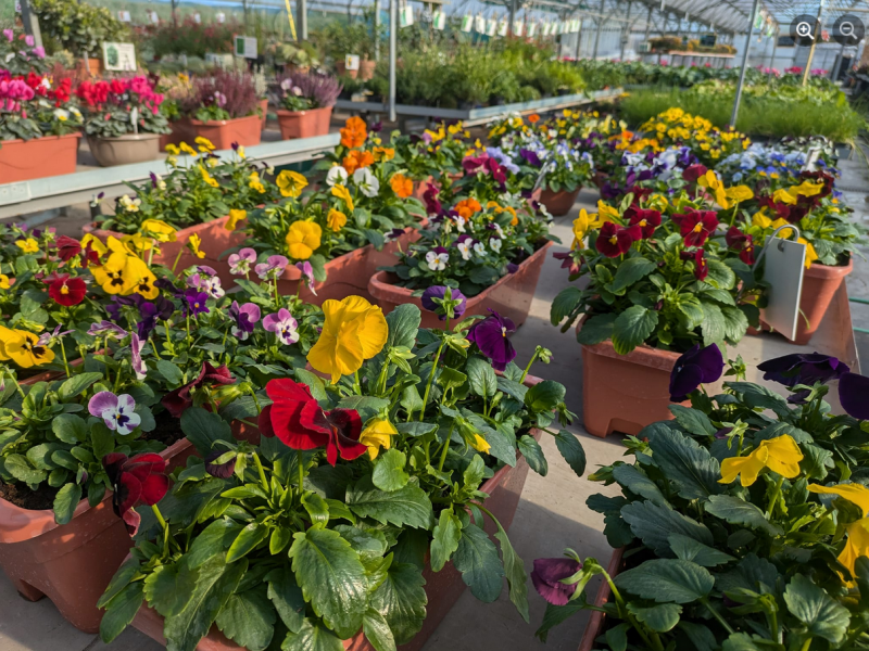 Pensées - © Stéphanie Debroise Pensées