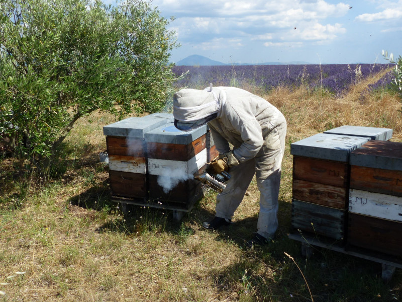 Kevin dans ses ruches Kevin dans ses ruches