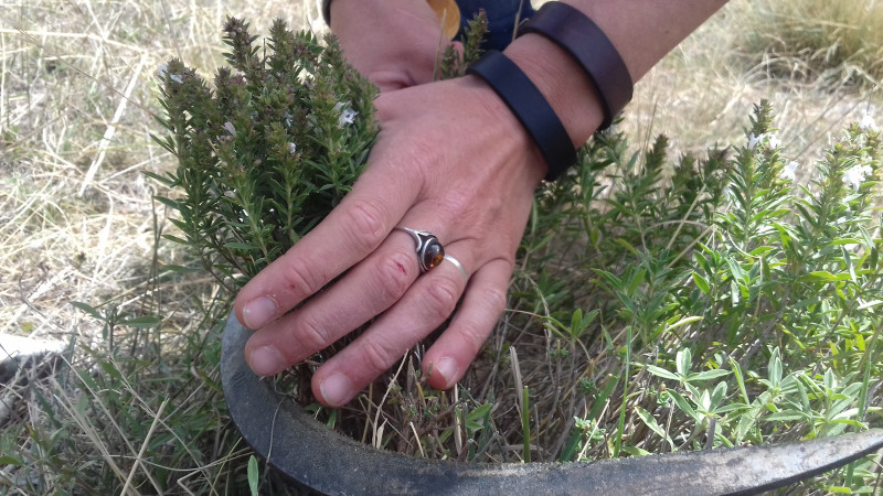 Sarriette et mains Sarriette et mains