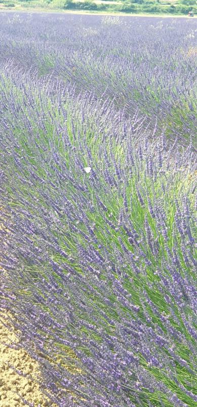 Champ de Lavande