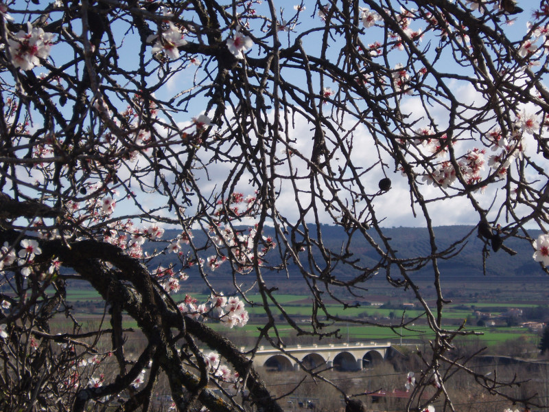 Pont de la Durance et amandiers fleuris Pont de la Durance et amandiers fleuris
