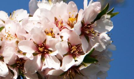 Fleurs des amandiers