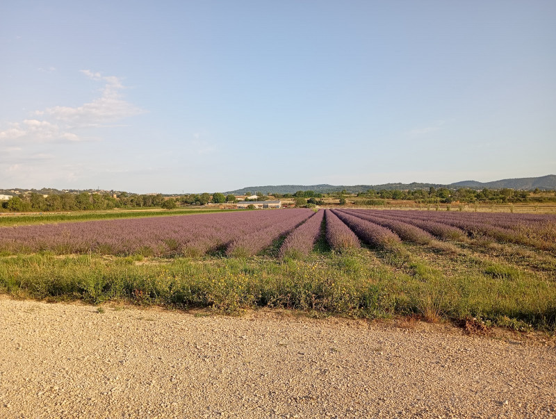 Champ de lavandes - © Isabelle et Sébastien Champ de lavandes