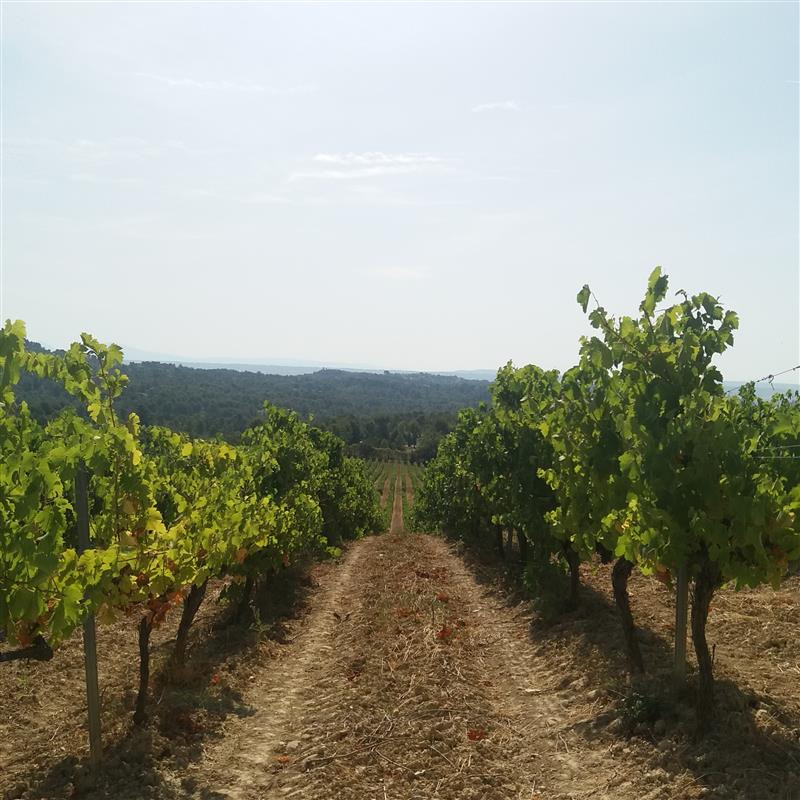 Itinéraire pédestre Pierrevert 