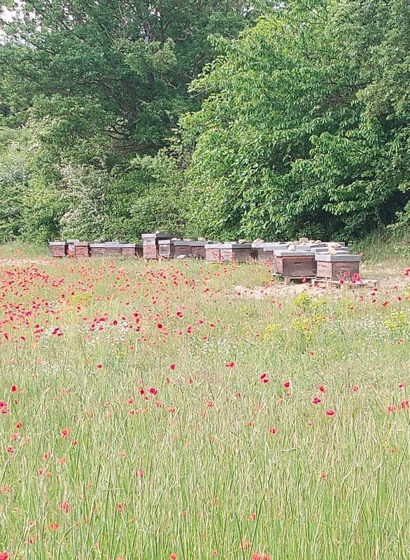 Ruches dans le Luberon