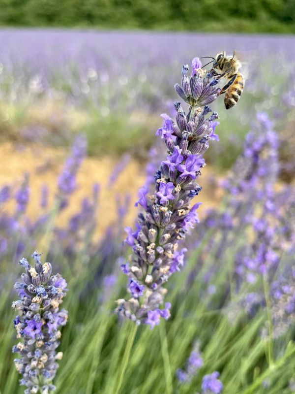 Lavandin_RICHAUD Lavandin_RICHAUD